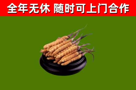 平邑县回收散虫草
