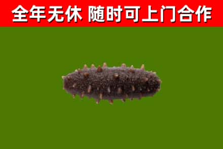平邑县回收海参干